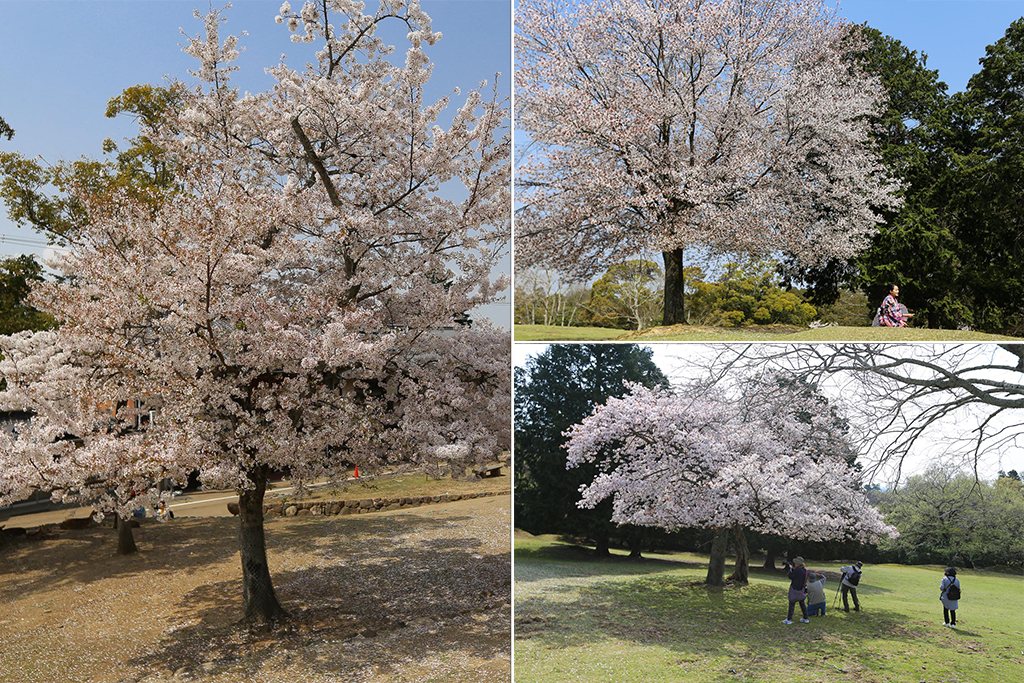Sakura Nara Japon
