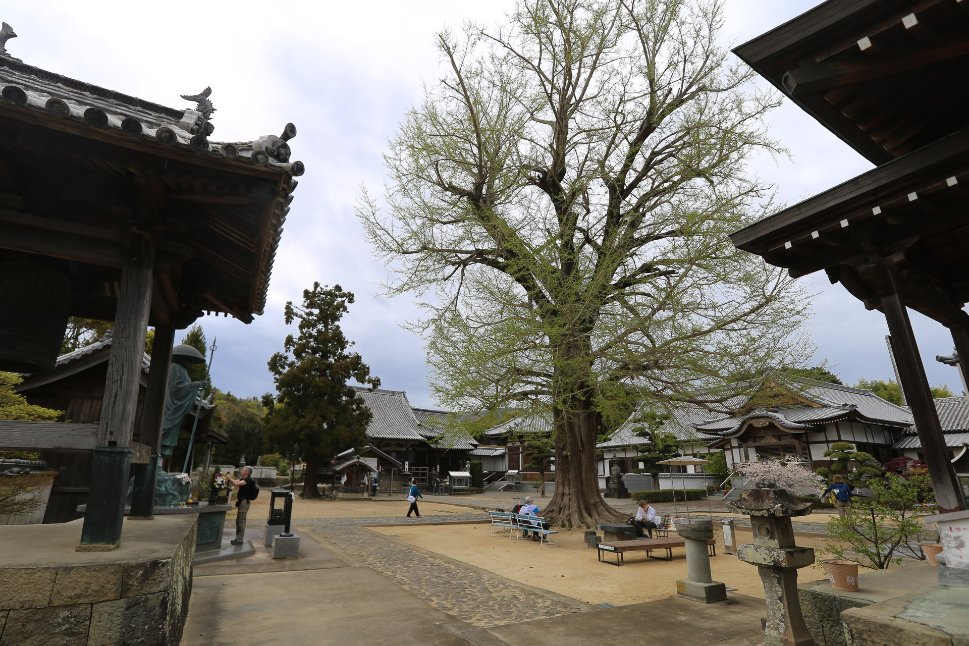 Au centre de l’enceinte, un ginko de 800 ans