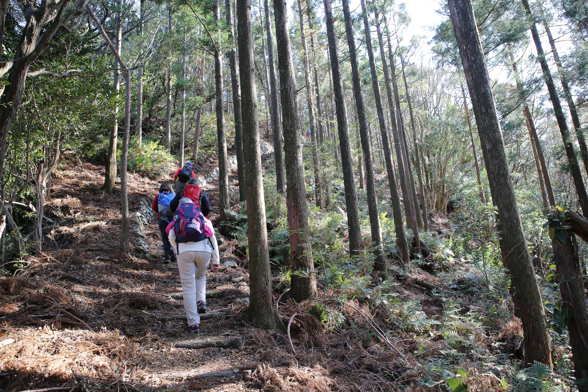 sentier hiwasa shikoku japon