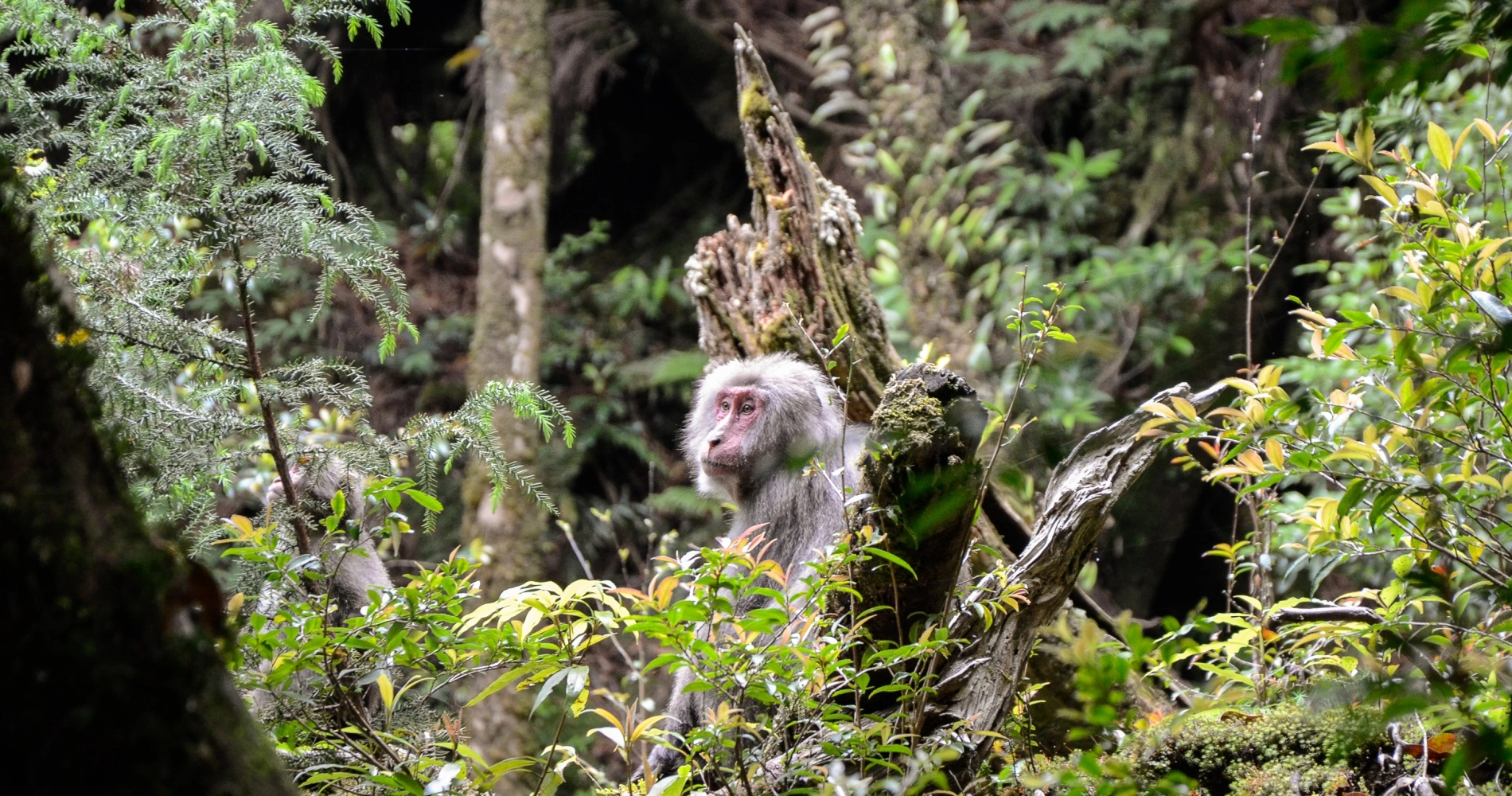 Singes yakusaru, île de Yakushima - Japon