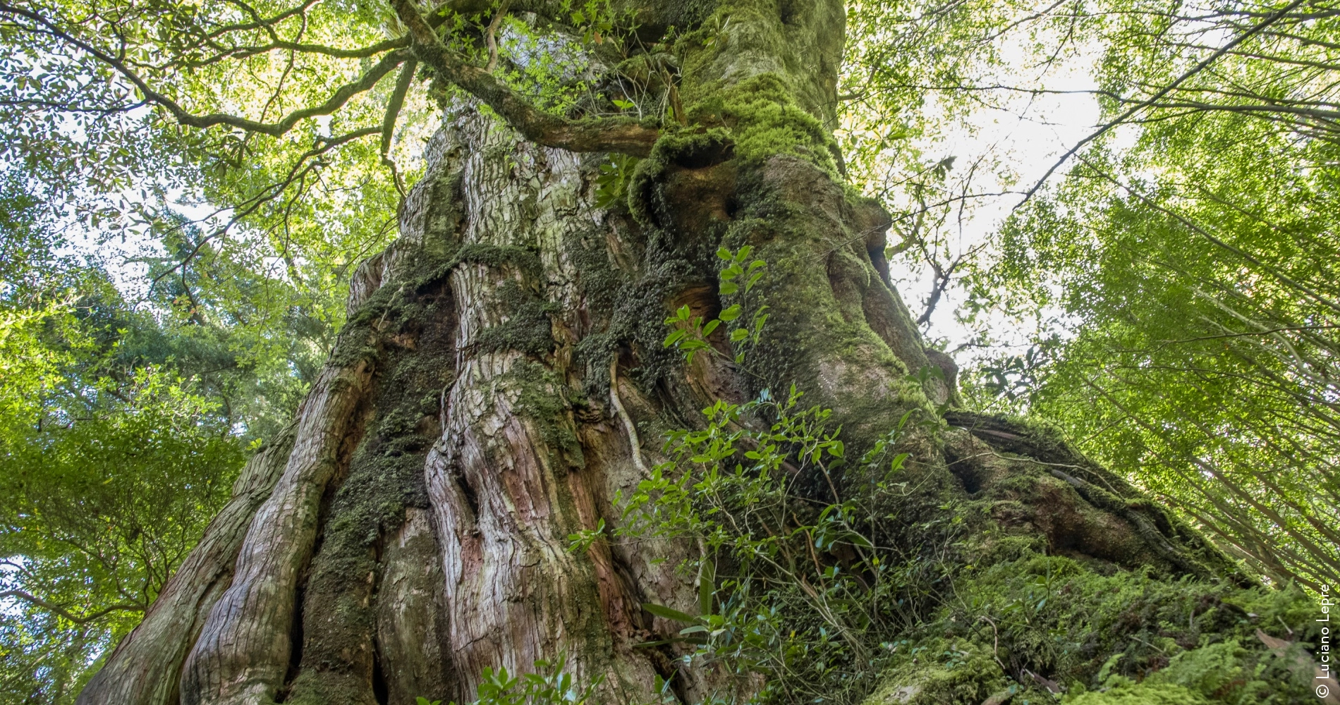 Cèdre millénaire, île de Yakushima - Japon