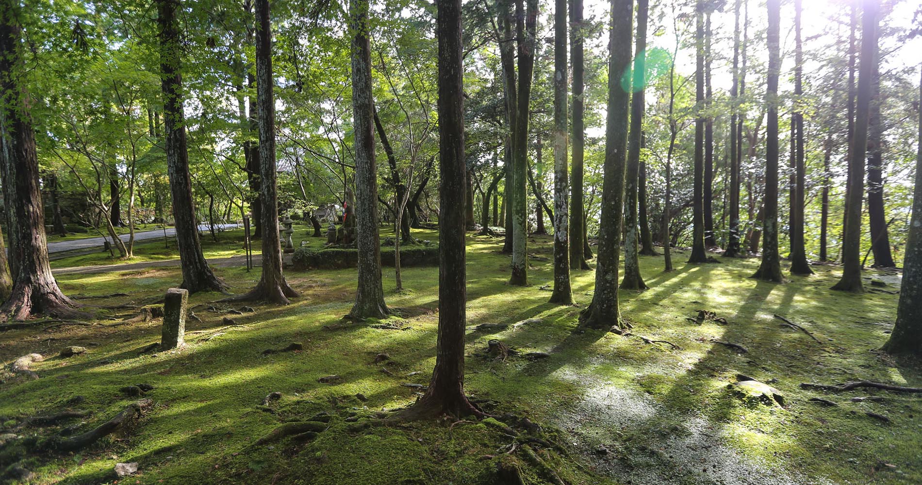 Parterre de mousse, une spécialité à Chikurinji