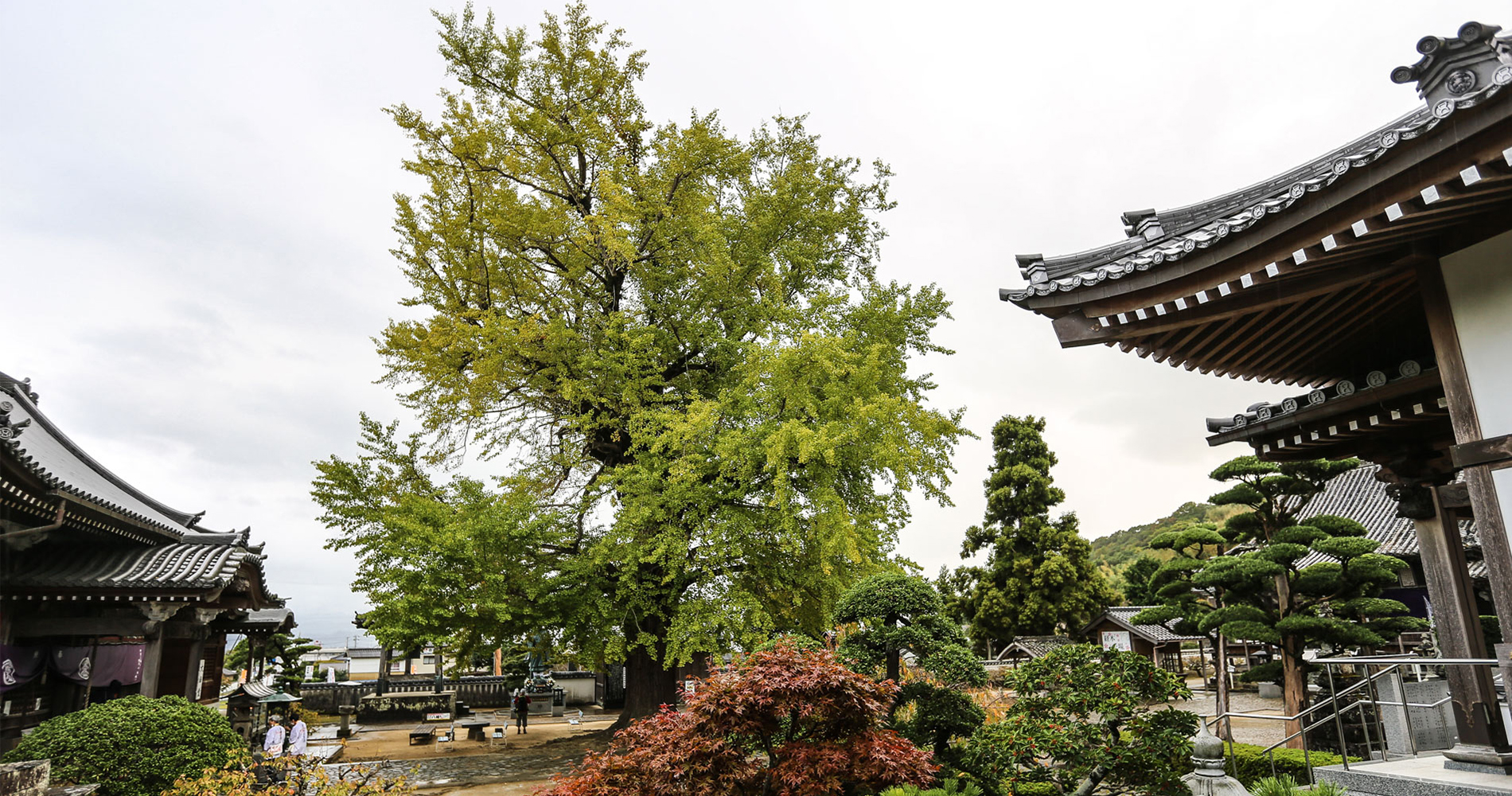 L’énorme arbre ginko dans la cour du temple de Jizoji