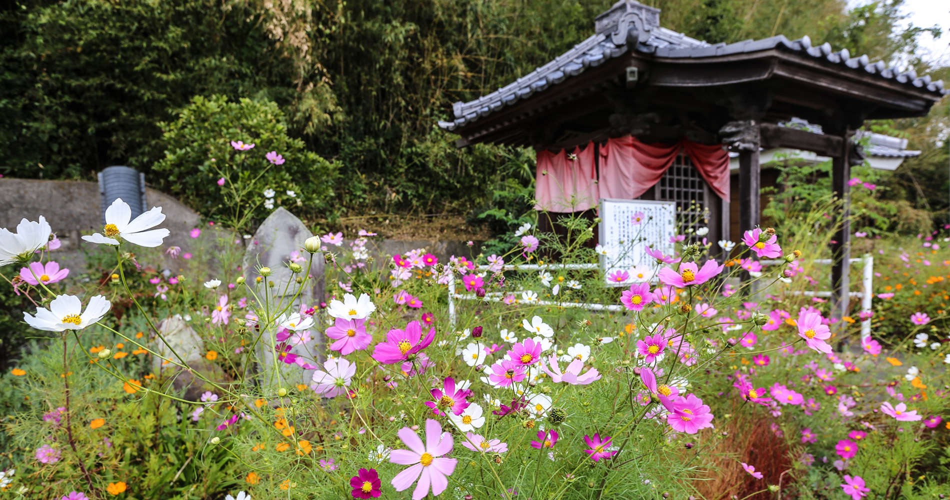 Cosmos en fleurs