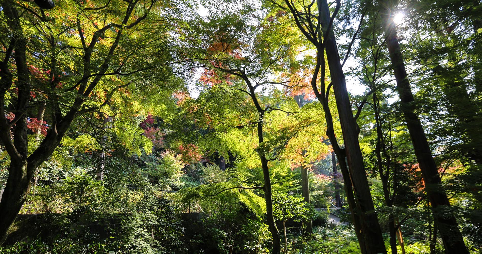 Sous-bois autour du temple Shiromineji