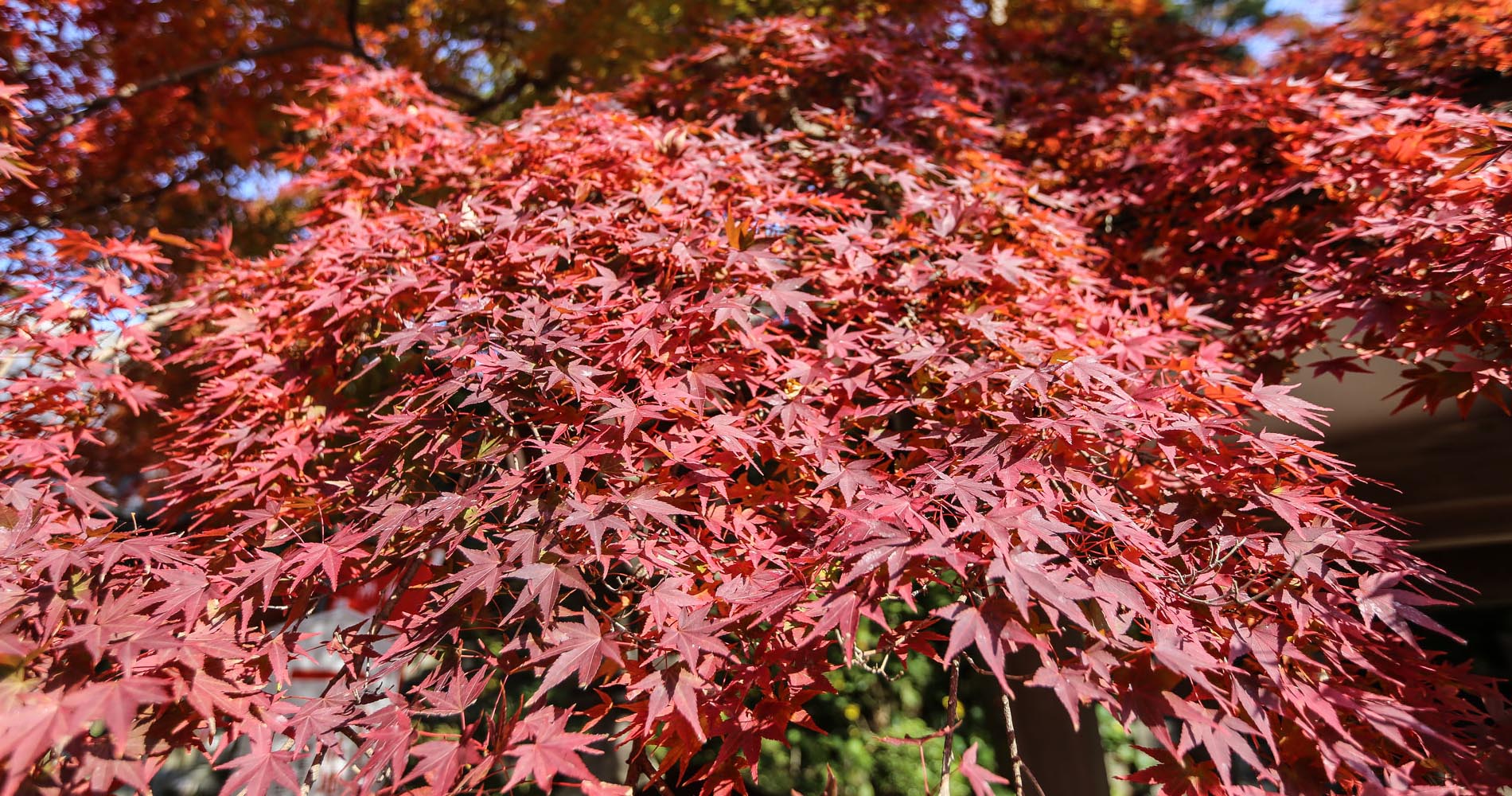 Les érables ont pris une couleur incroyable