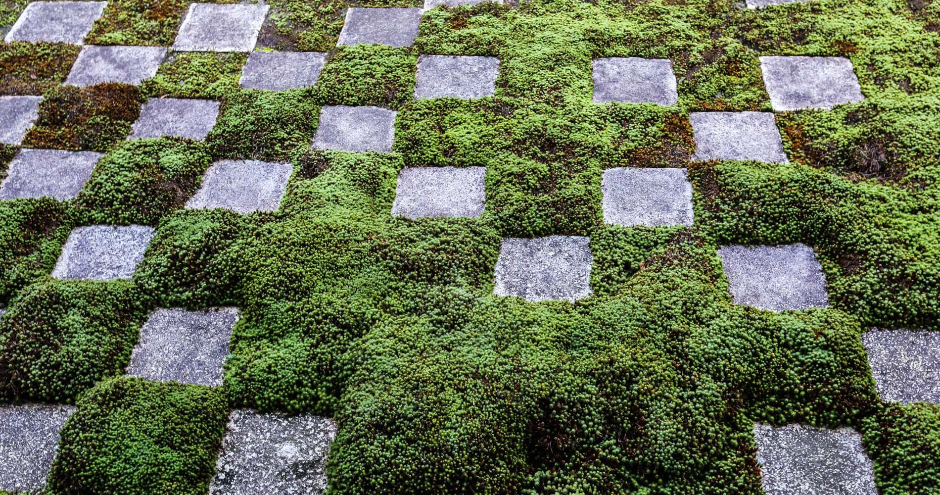 Le jardin Nord de Tofukuji