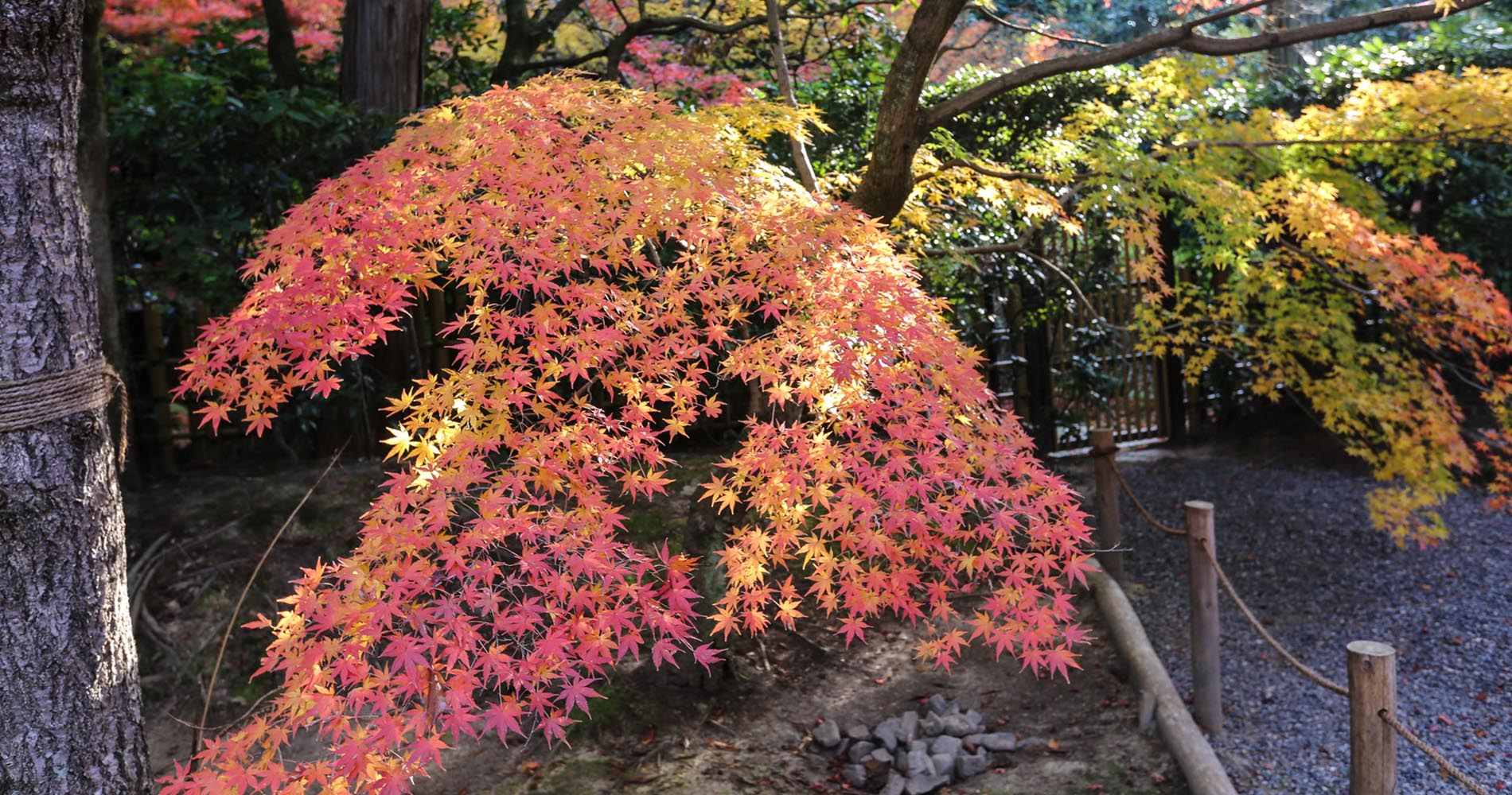 Arrivée à Ryoan-ji