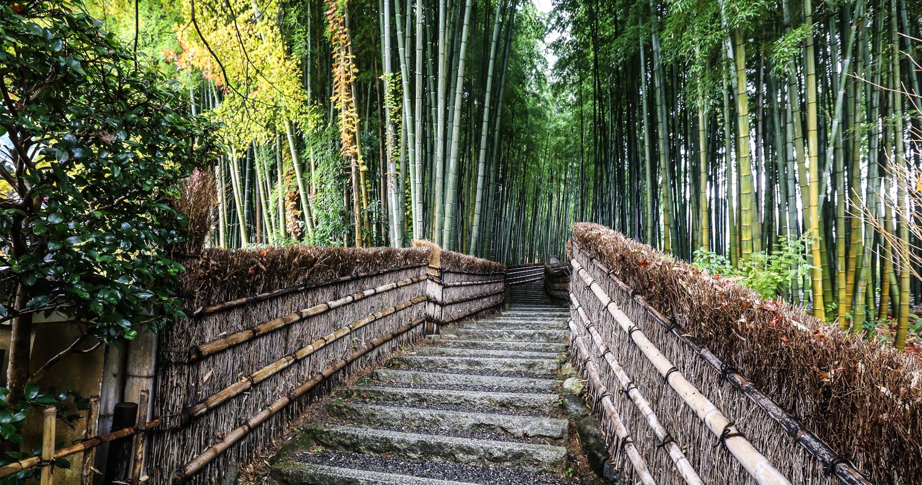 La forêt de bambous adjacente