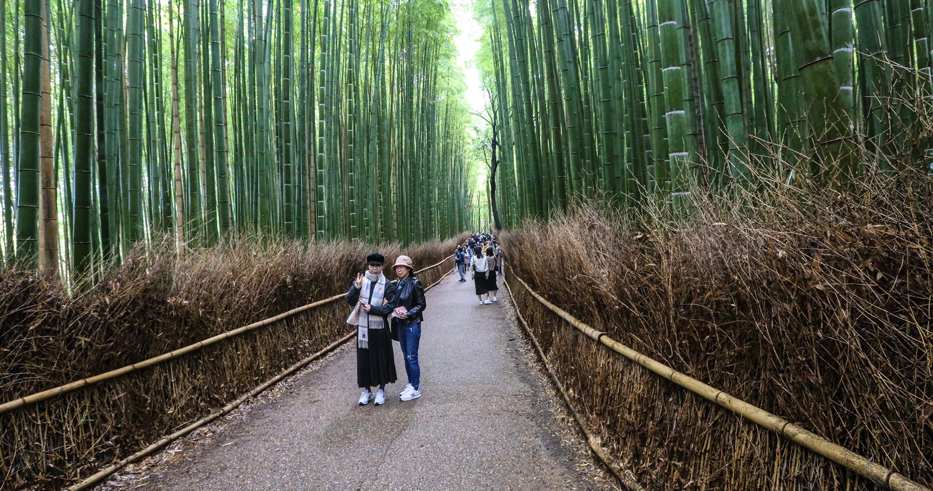 Bambouseraie d'Arashiyama