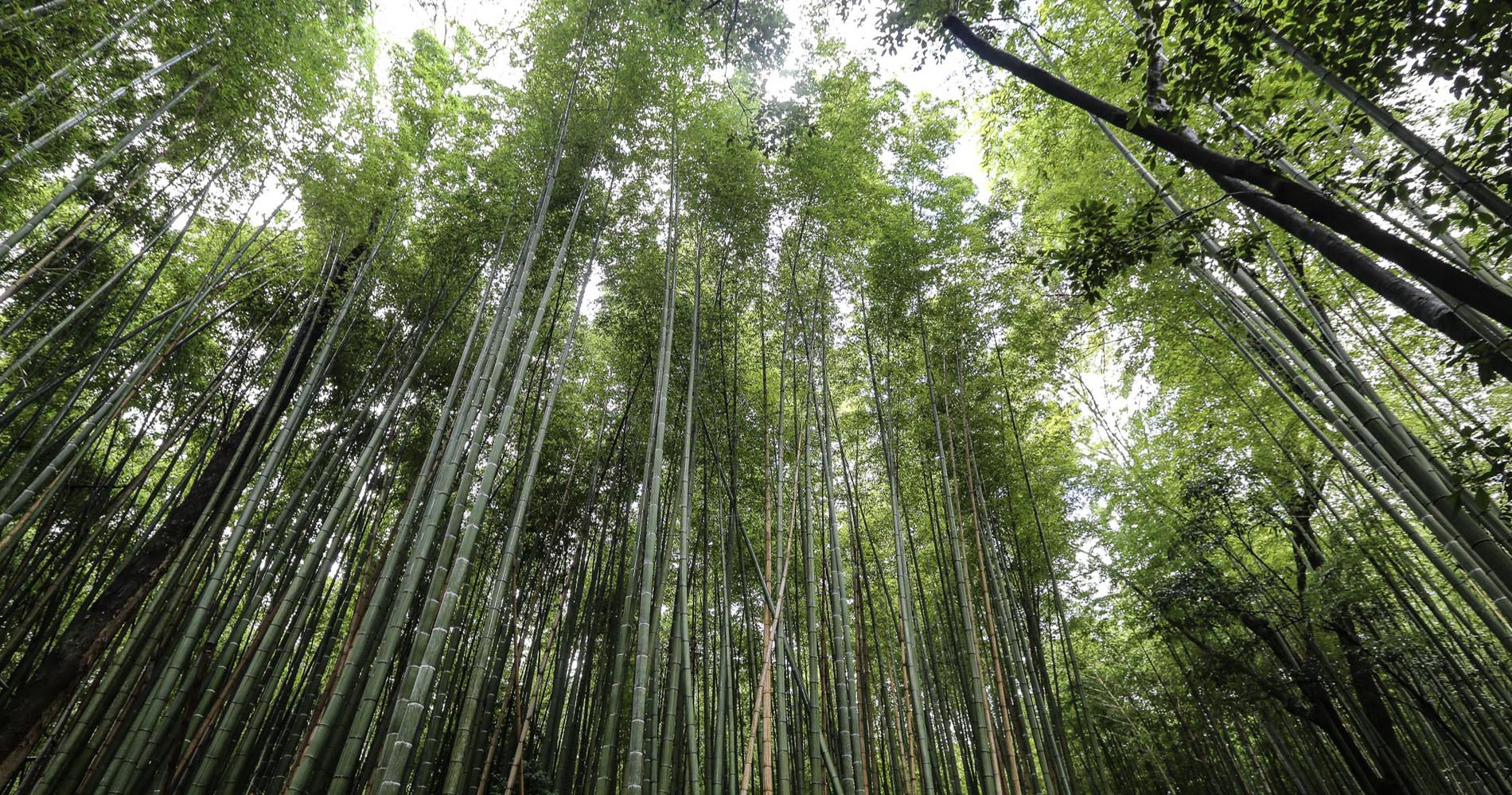 Bambouseraie d'Arashiyama