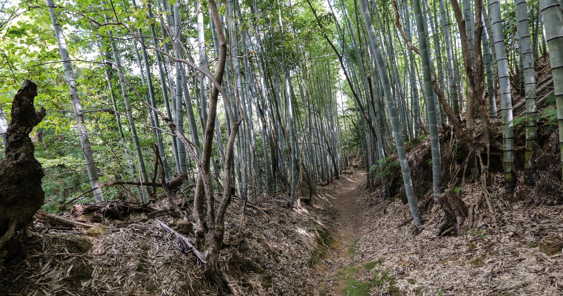 Le Kamo Trail dans les bambous