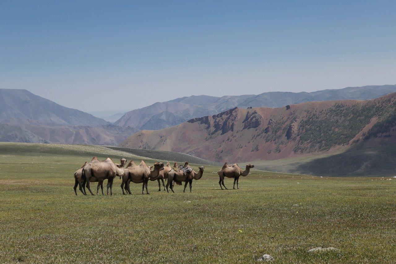 Troupeau de chameaux en liberté Mongolie Altai Turgen