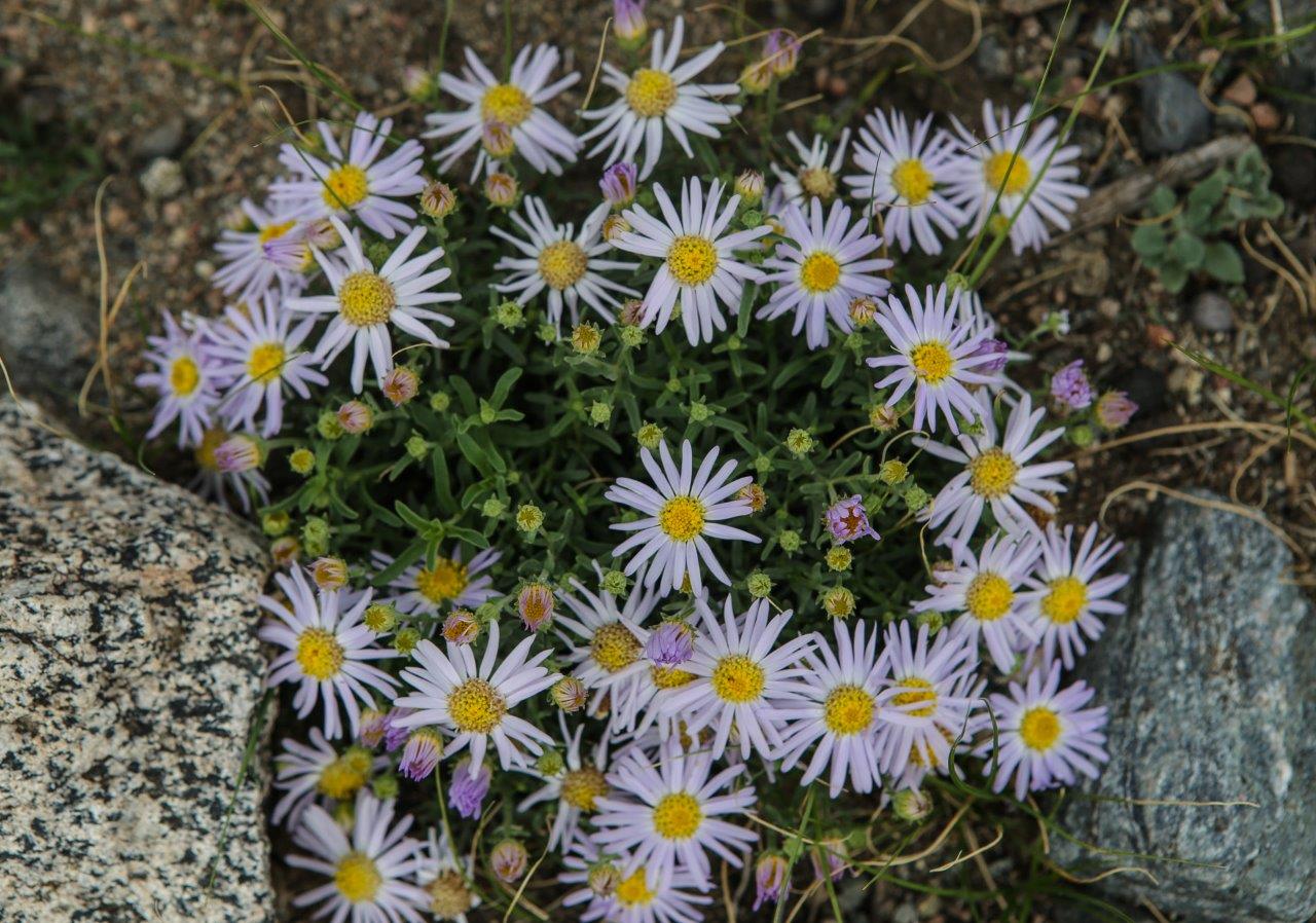 trek massif Turgen Mongolie Altaï - fleurs prairie