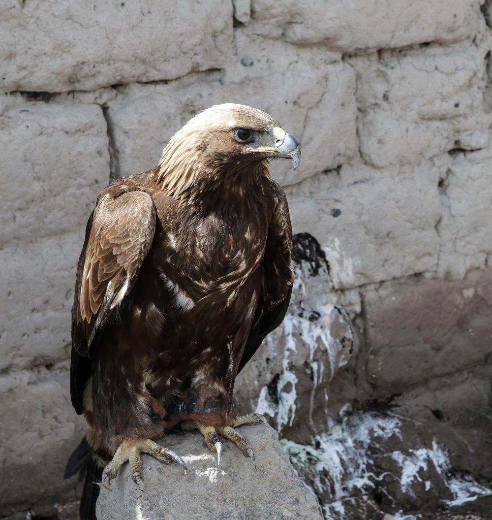 aigle de dresseur Kazak Altai mongol