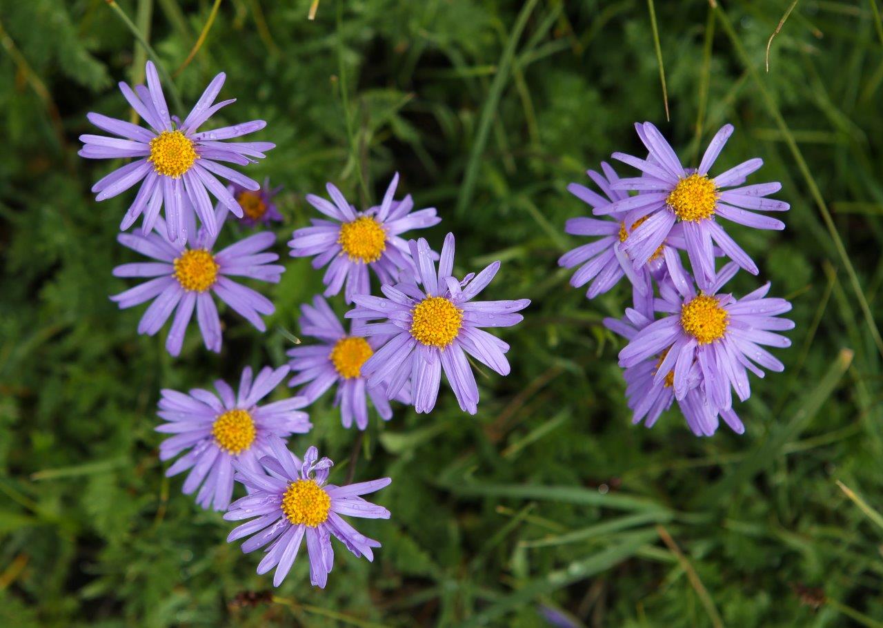 Aster mongole au glacier de Potanine