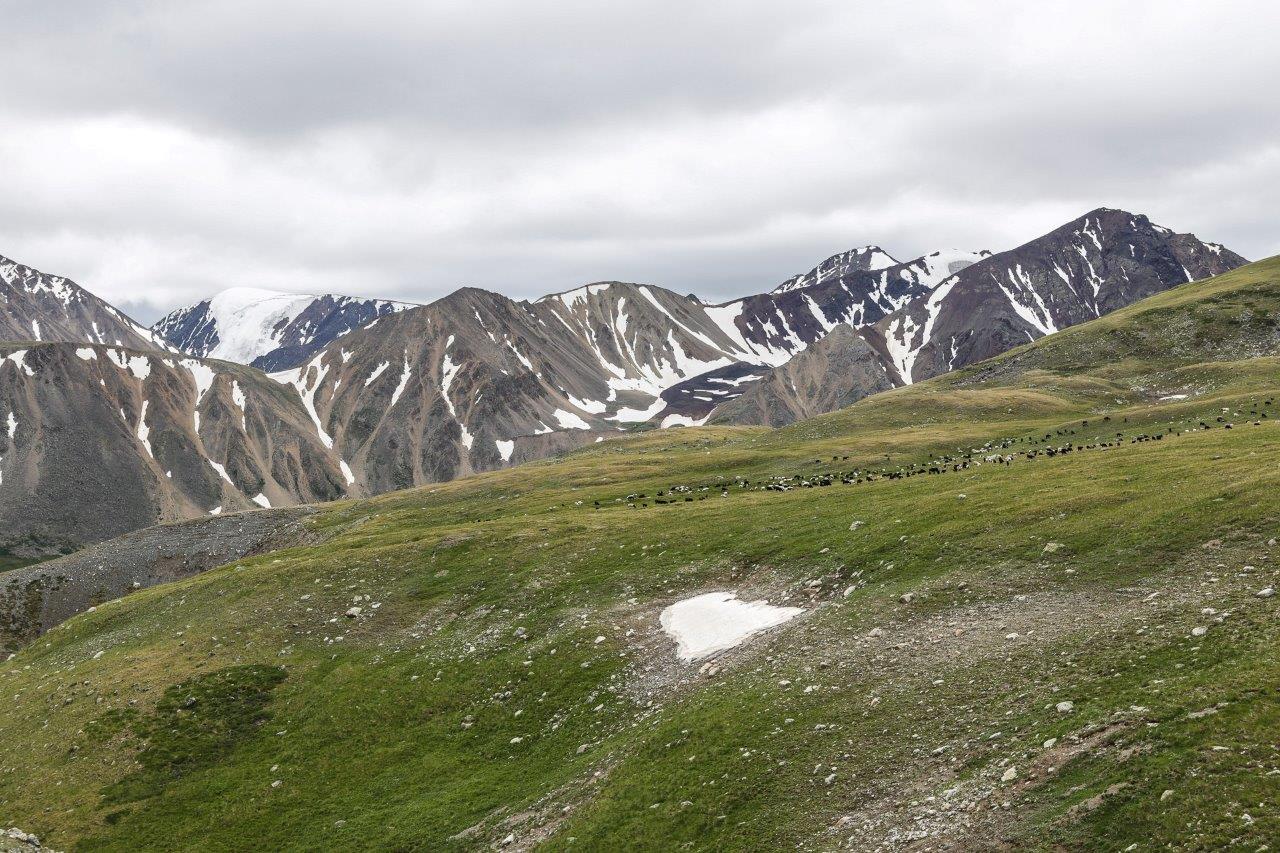 Troupeaux de chèvres et de moutons