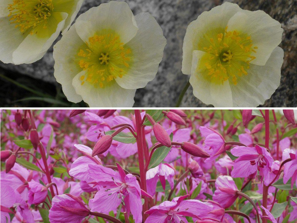 Fleurs de l’Altaï