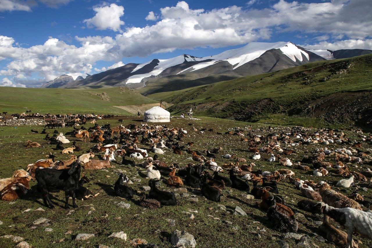 yourte alpage troupeau chevre tsambagarav