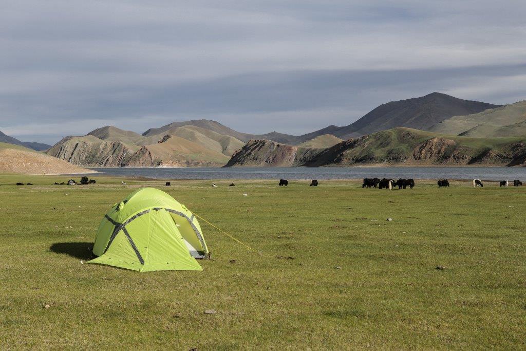 camp et troupeaux  lac Khukh Nuur Mongolie
