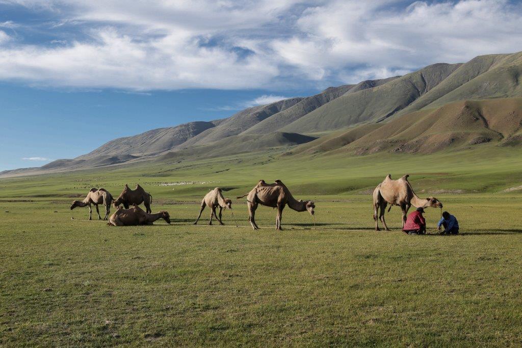 Chameaux trek mongolie