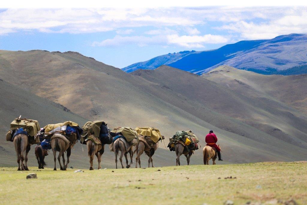 Caravane chameau trek en altai mongolie