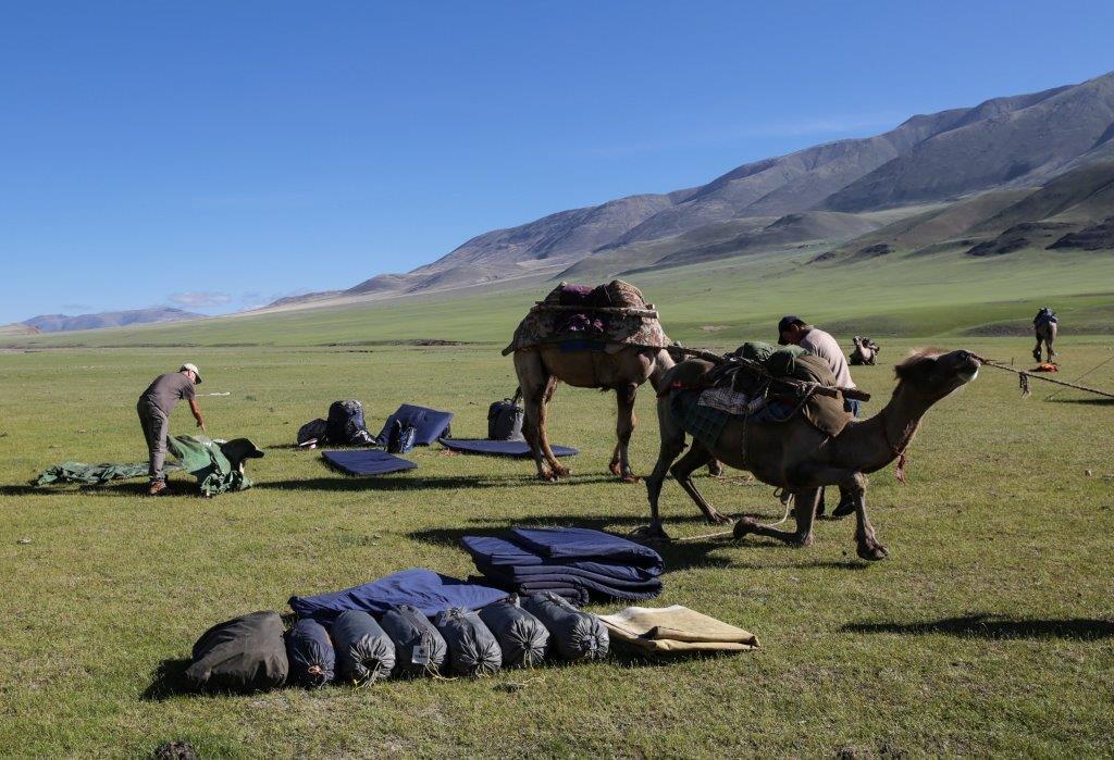 Chameau bactriane camp trek mongolie