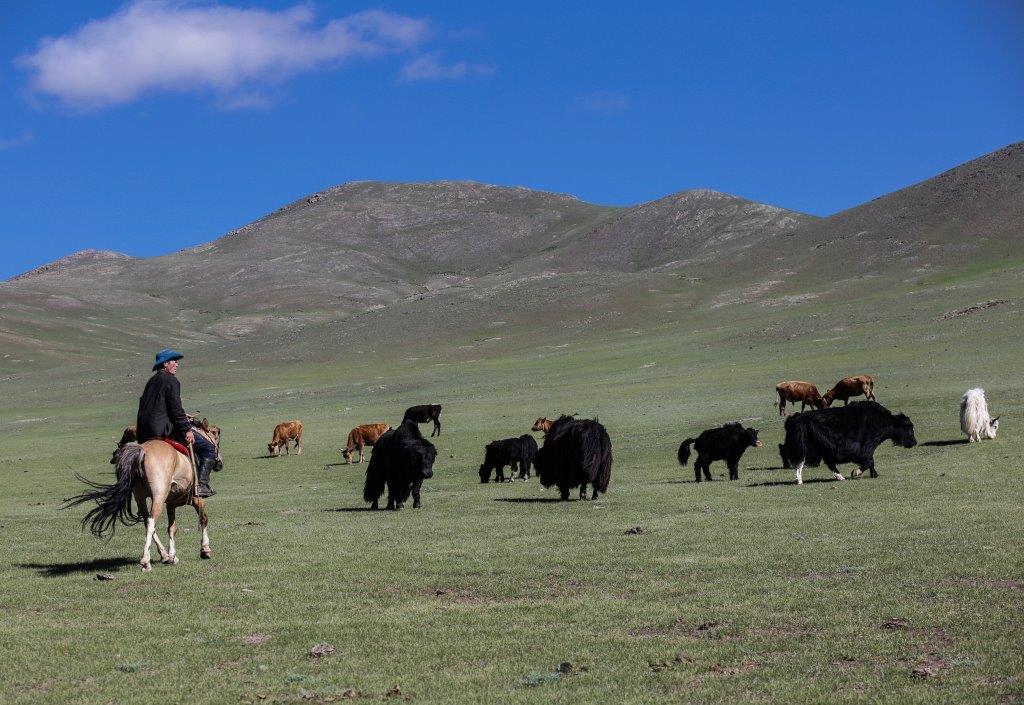 Troupeau de yaks mongolie mont turgen