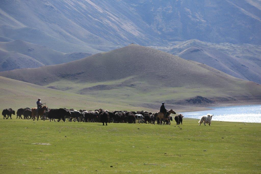 Un yak blanc, animal rare et respecté