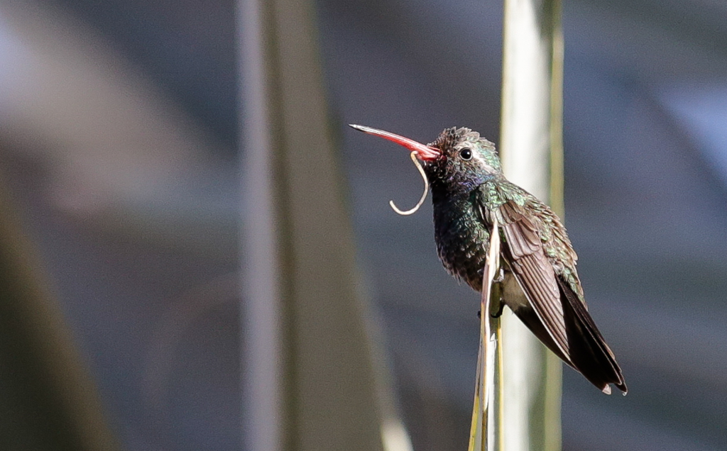 Les nombreux colibris qui virevoltent dans le patio de l’hôtel ne semblent pas avoir été dérangés par le bruit ! - El Chepe et Canyon Urique