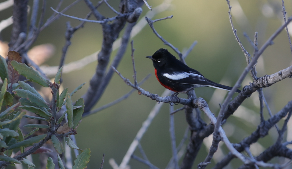 Les pentes des canyons regorgent d’oiseaux. Ici un Painted Redstar (Myiborus pictus) - El Chepe et Canyon Urique