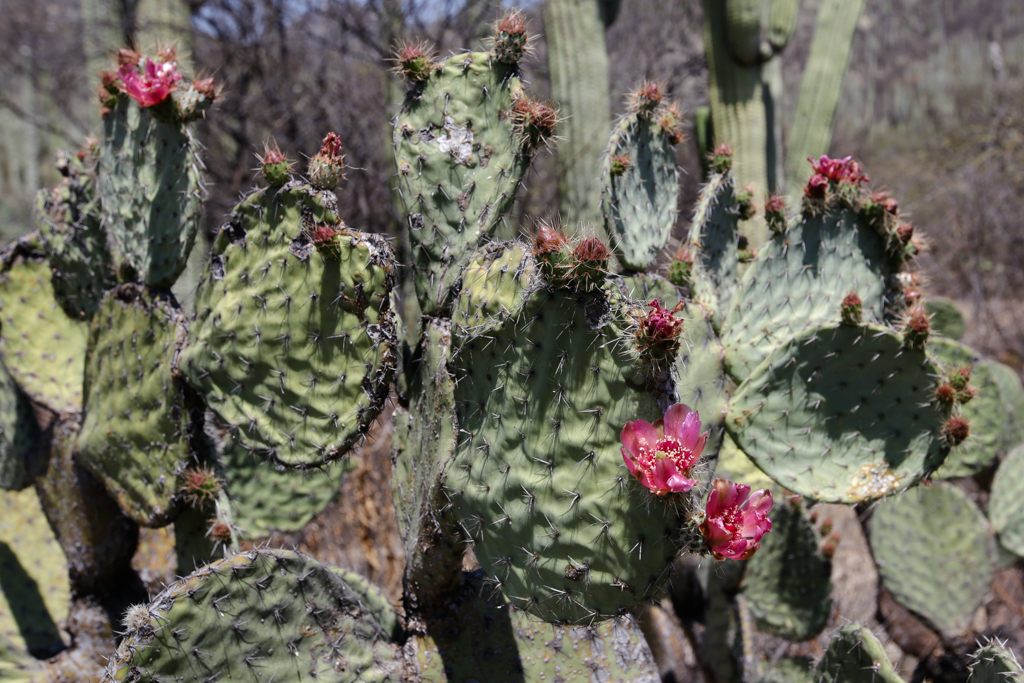 Zapotitlan de las Salinas et Tehuacan