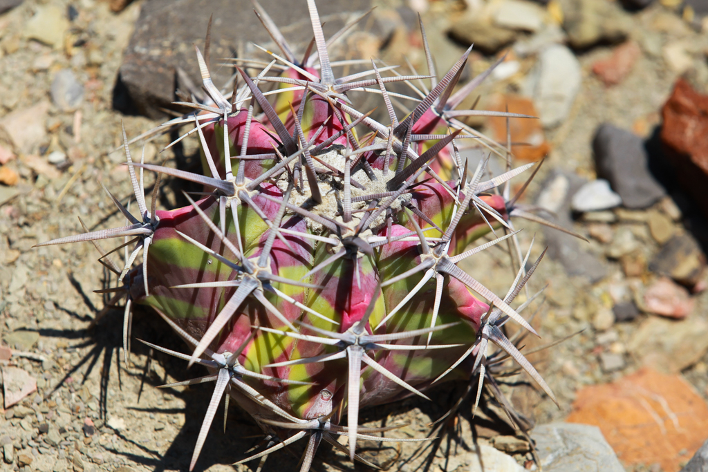 Zapotitlan de las Salinas et Tehuacan