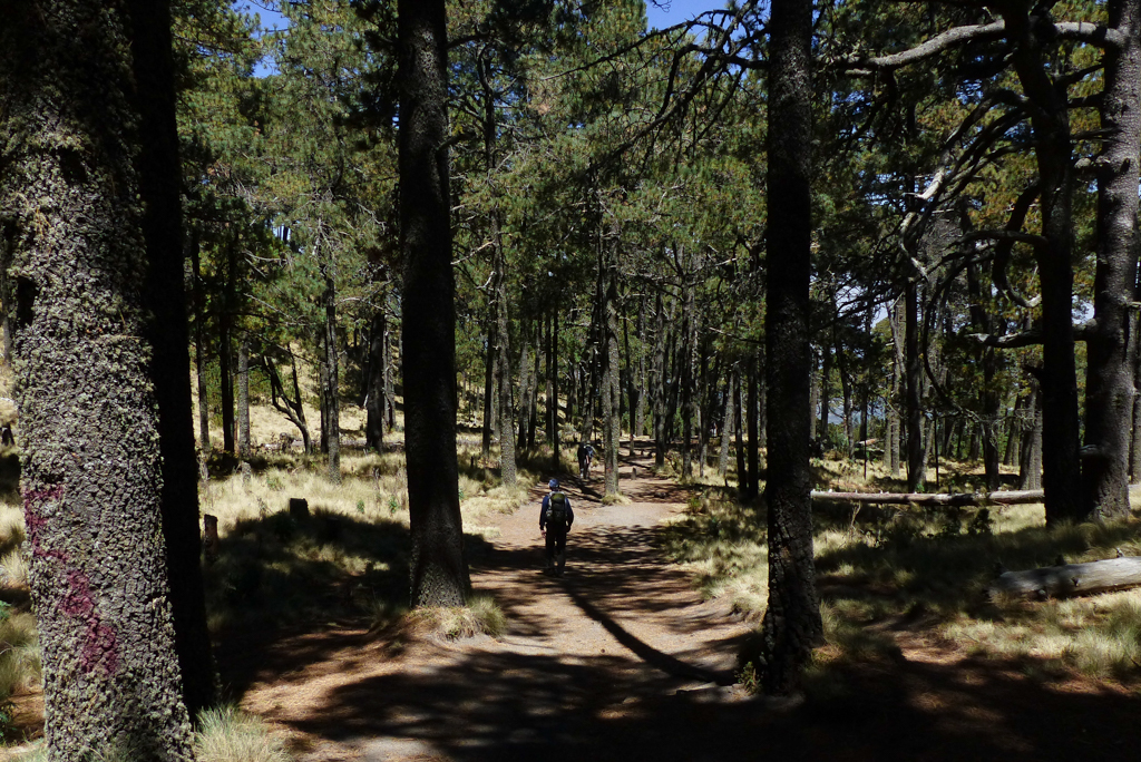 Dans la forêt de La Malinche - La Malinche