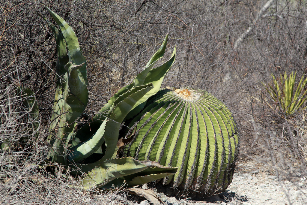 Zapotitlan de las Salinas et Tehuacan