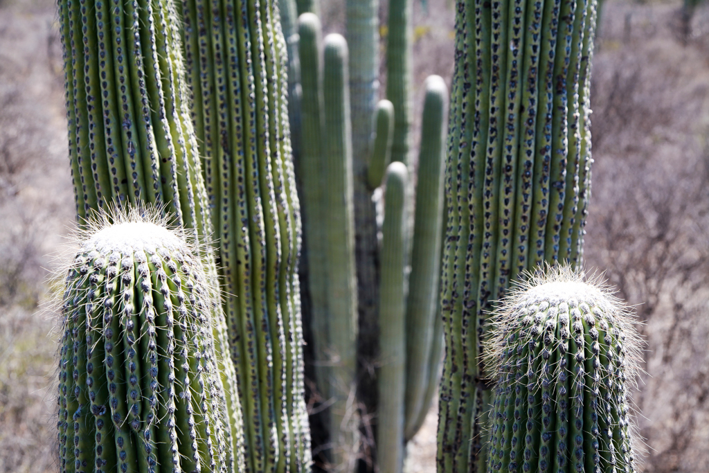 Zapotitlan de las Salinas et Tehuacan