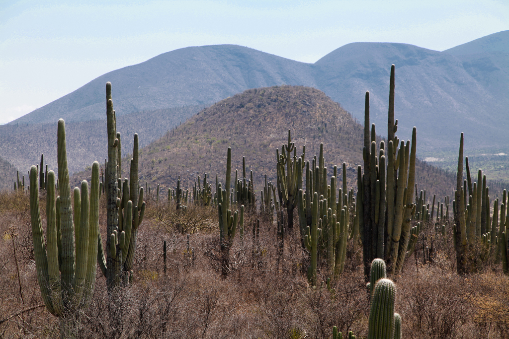 Zapotitlan de las Salinas et Tehuacan