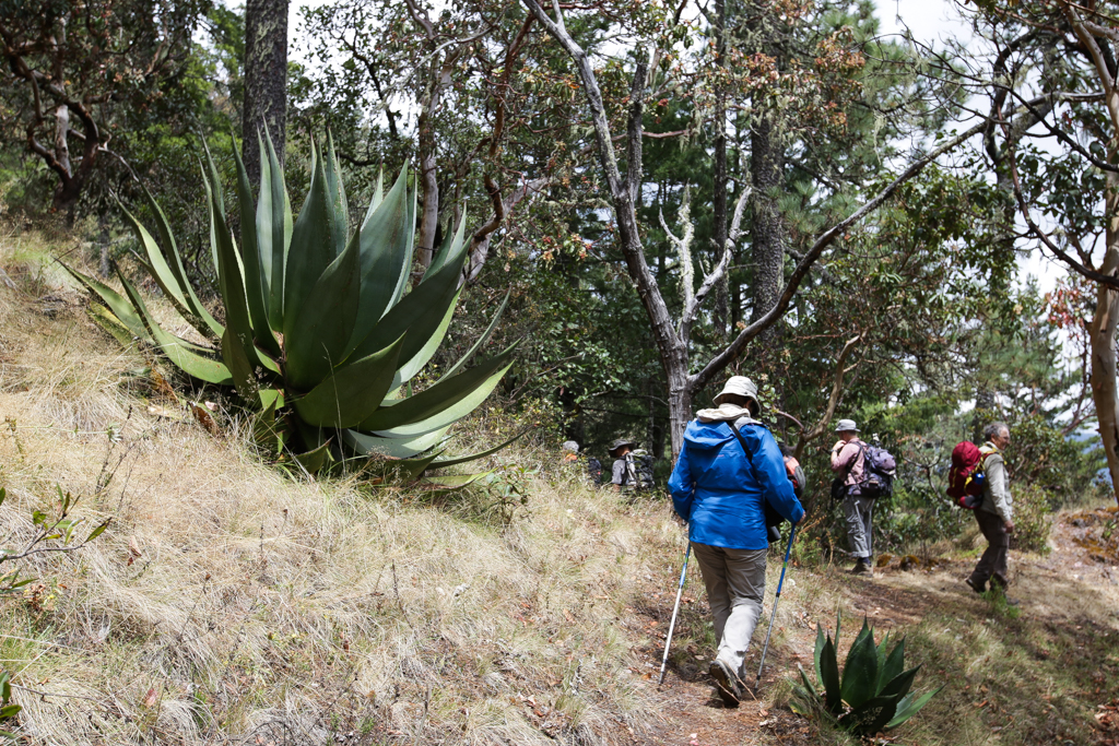 Randonnée au-dessus de Llano Grande - Des Pueblos Mancomunados à Mitla