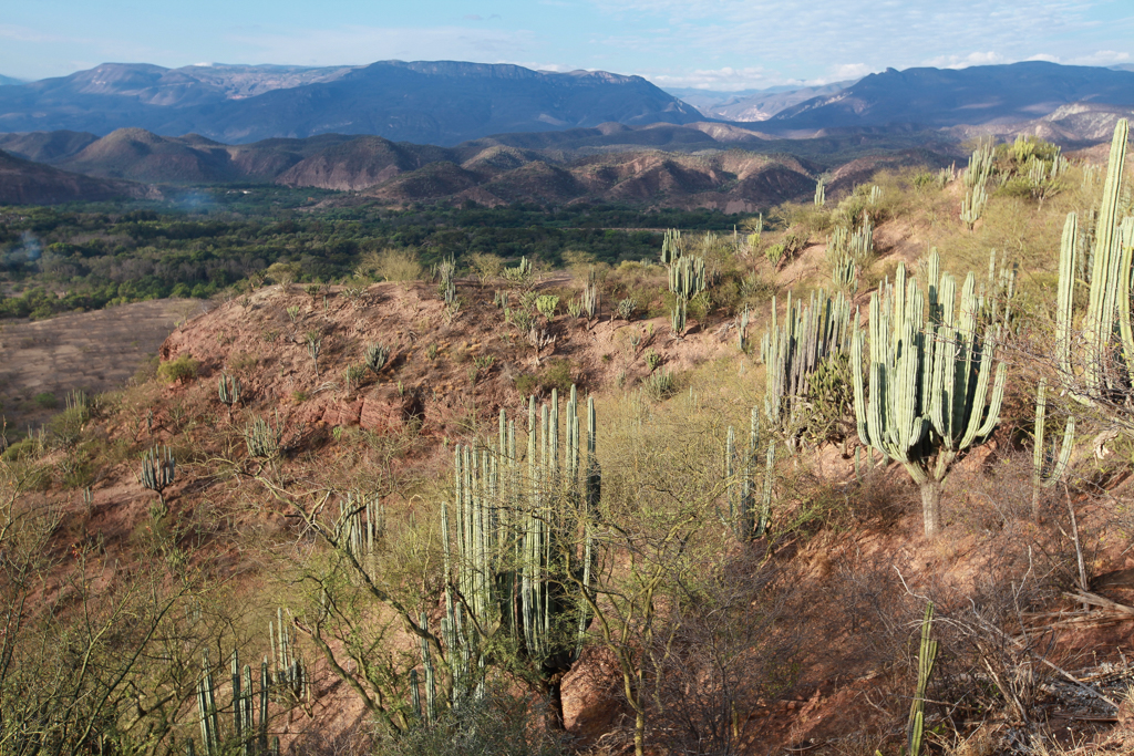 Cactus candélabres - Santiago Quiotepec  et Cholula