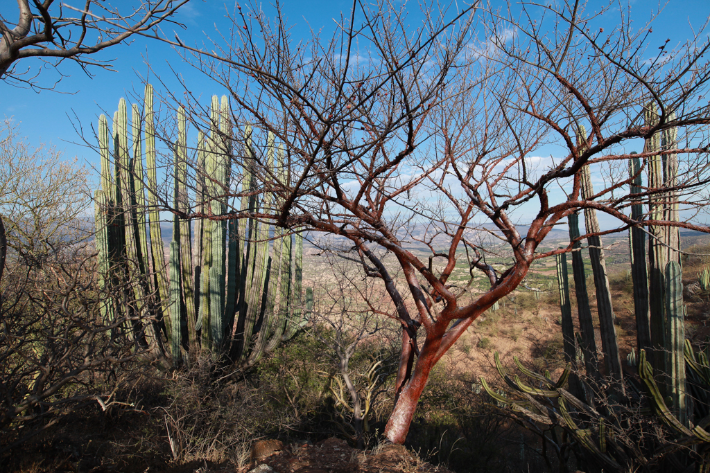 La végétation est totalement adaptée à un climat semi-désertique - Santiago Quiotepec  et Cholula