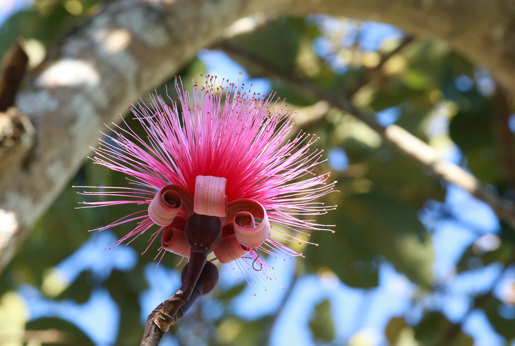 Une étrange fleur dans un arbre sur le site El Tajin - El Tajin
