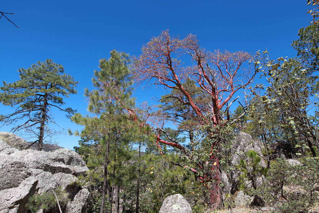 Un Madrono, c’est à dire un « arbre à touriste », il rougit et perd sa pelure, un peu comme gringo qui s’expose au soleil et qui pèle ! - Basaseachic et Chihuahua