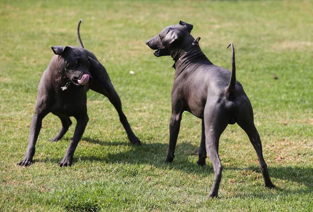 Deux xoloitzcuintles - Sud de Mexico