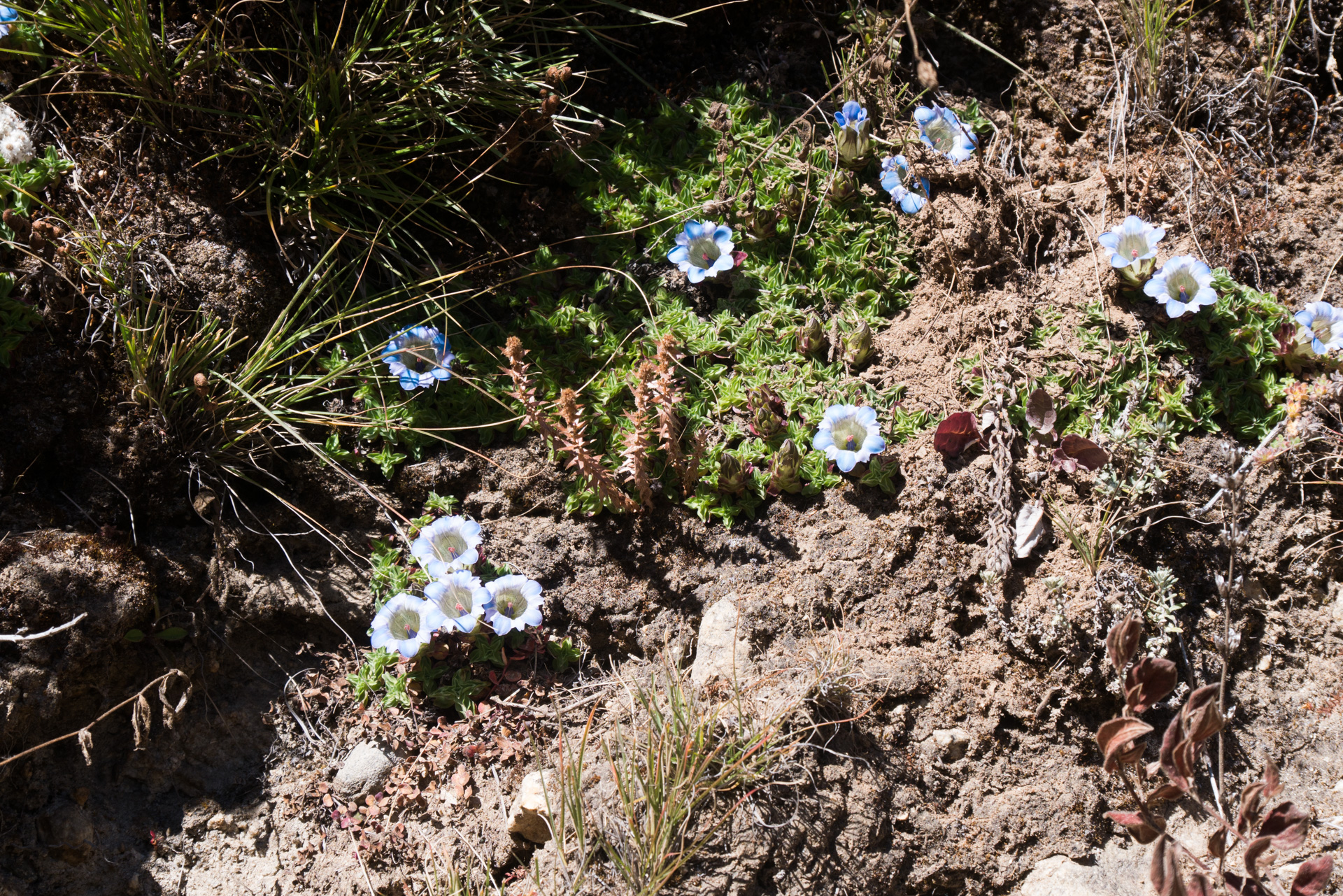 Fleurs en novembre - De Tengboche à Dingboche