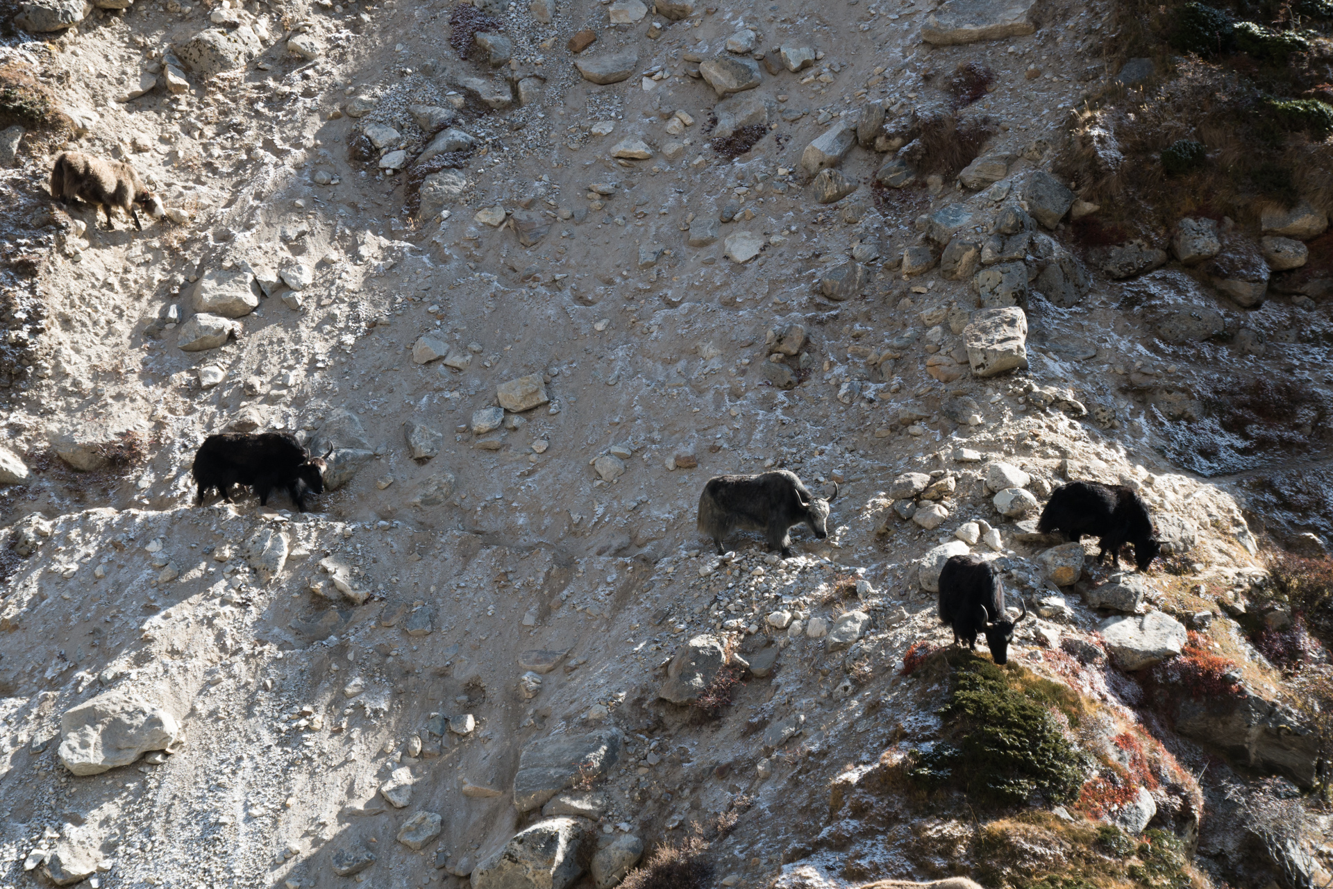 Yacks jouant les alpinistes - De Lungden à Thame