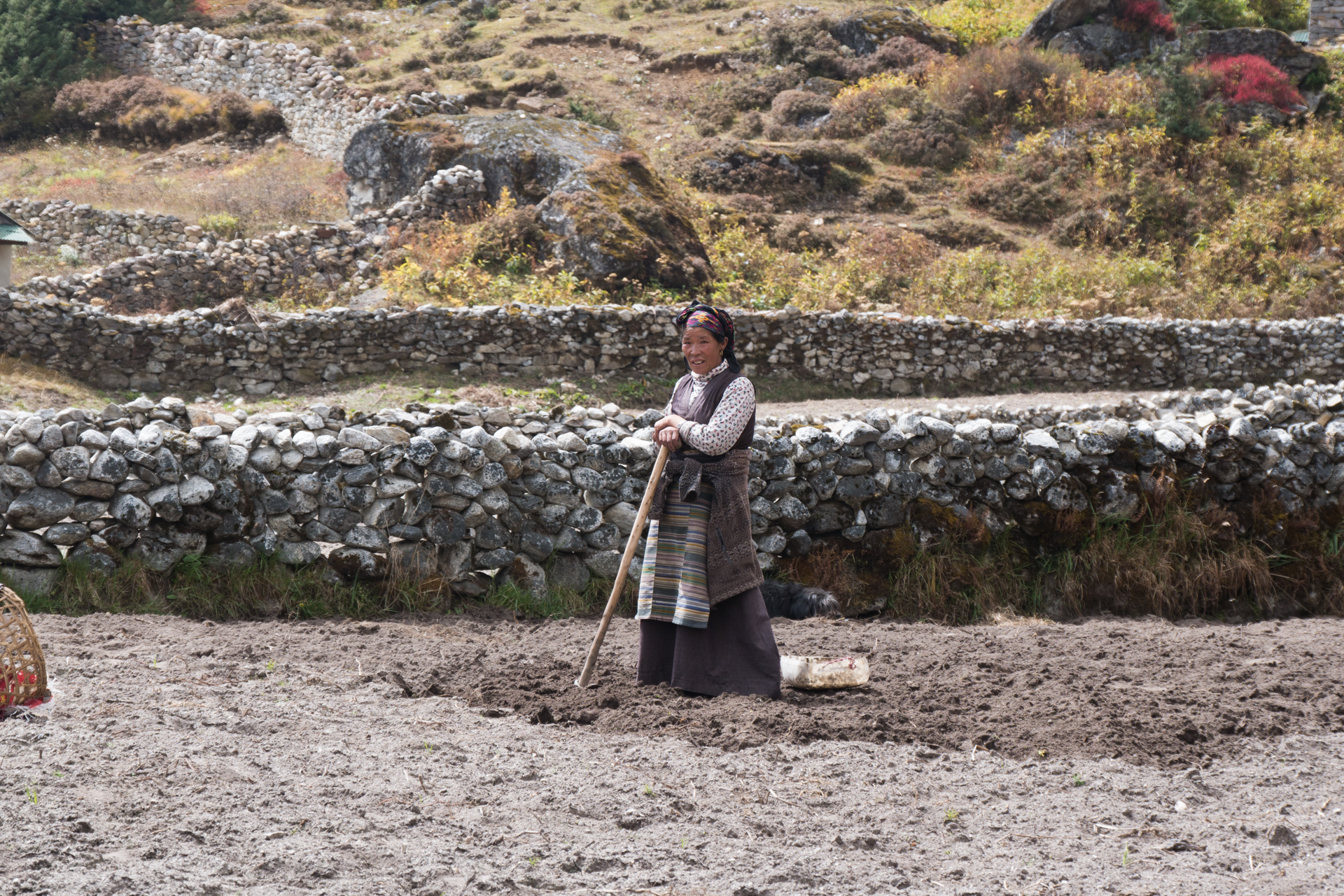 Le travail des champs - Kumjung, Kunde retour Namche