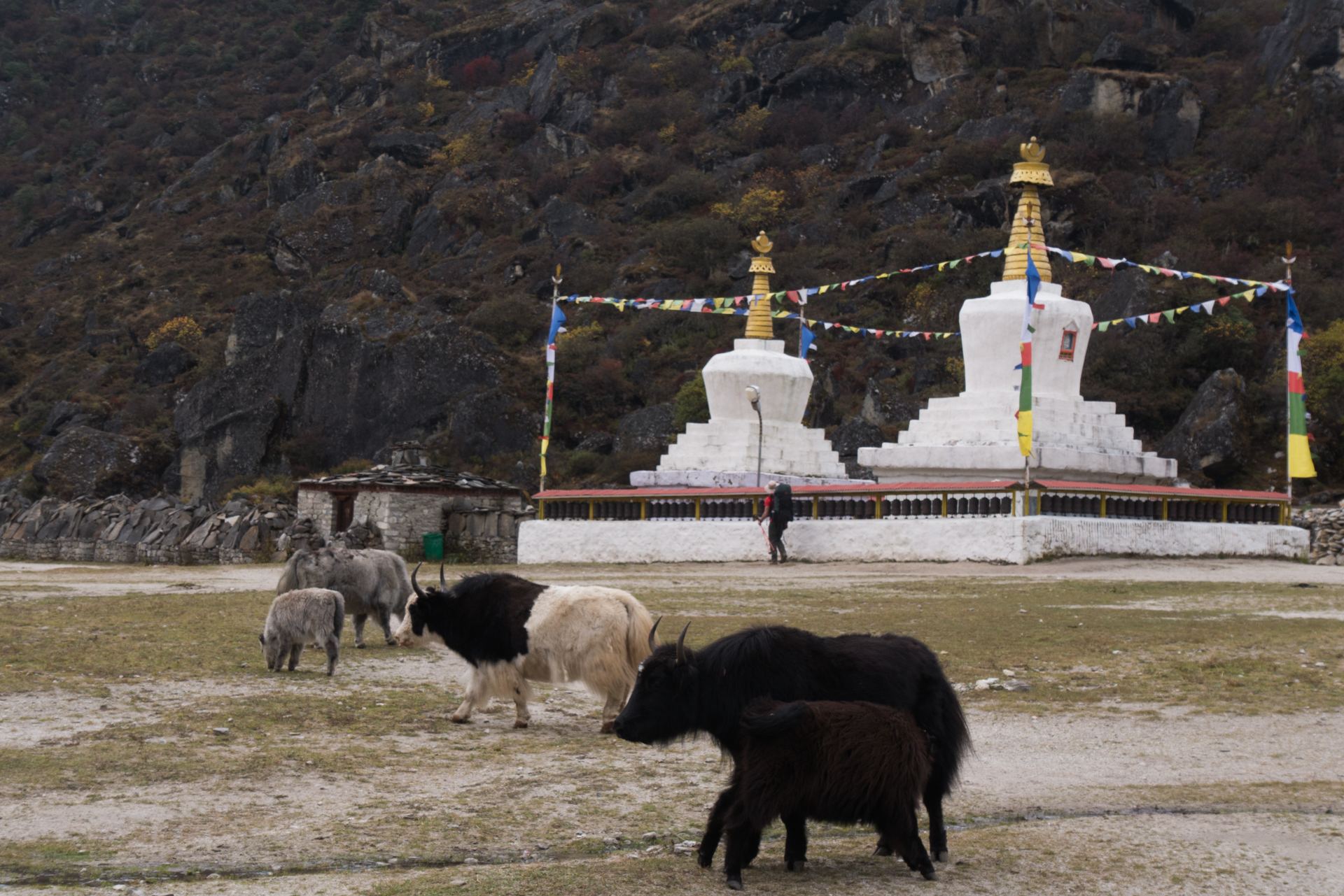 Yacks et stupas à Kunde - Kumjung, Kunde retour Namche