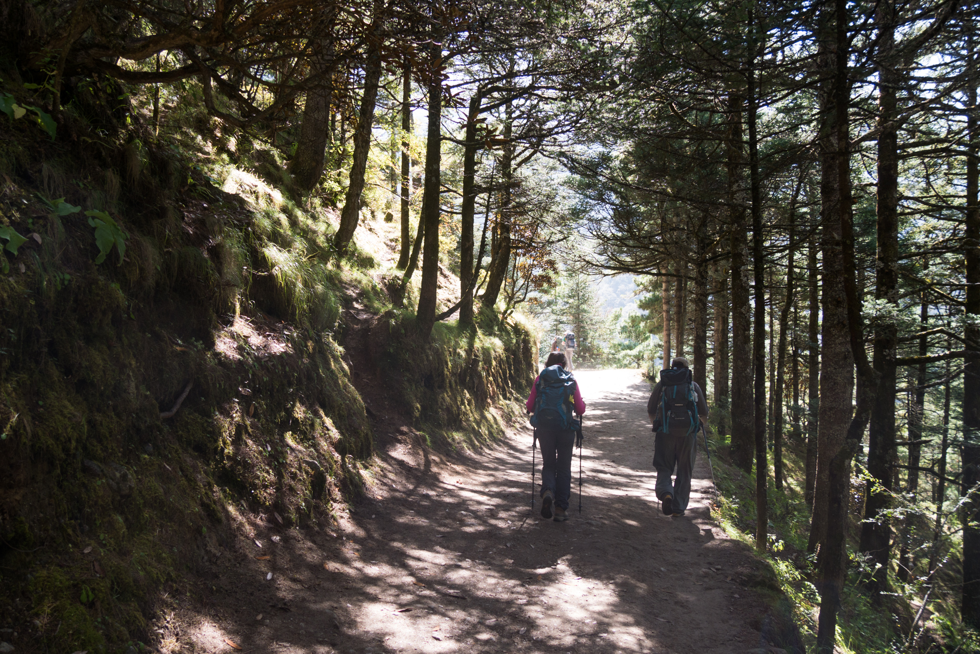 Yacks - Trek > Tengboche