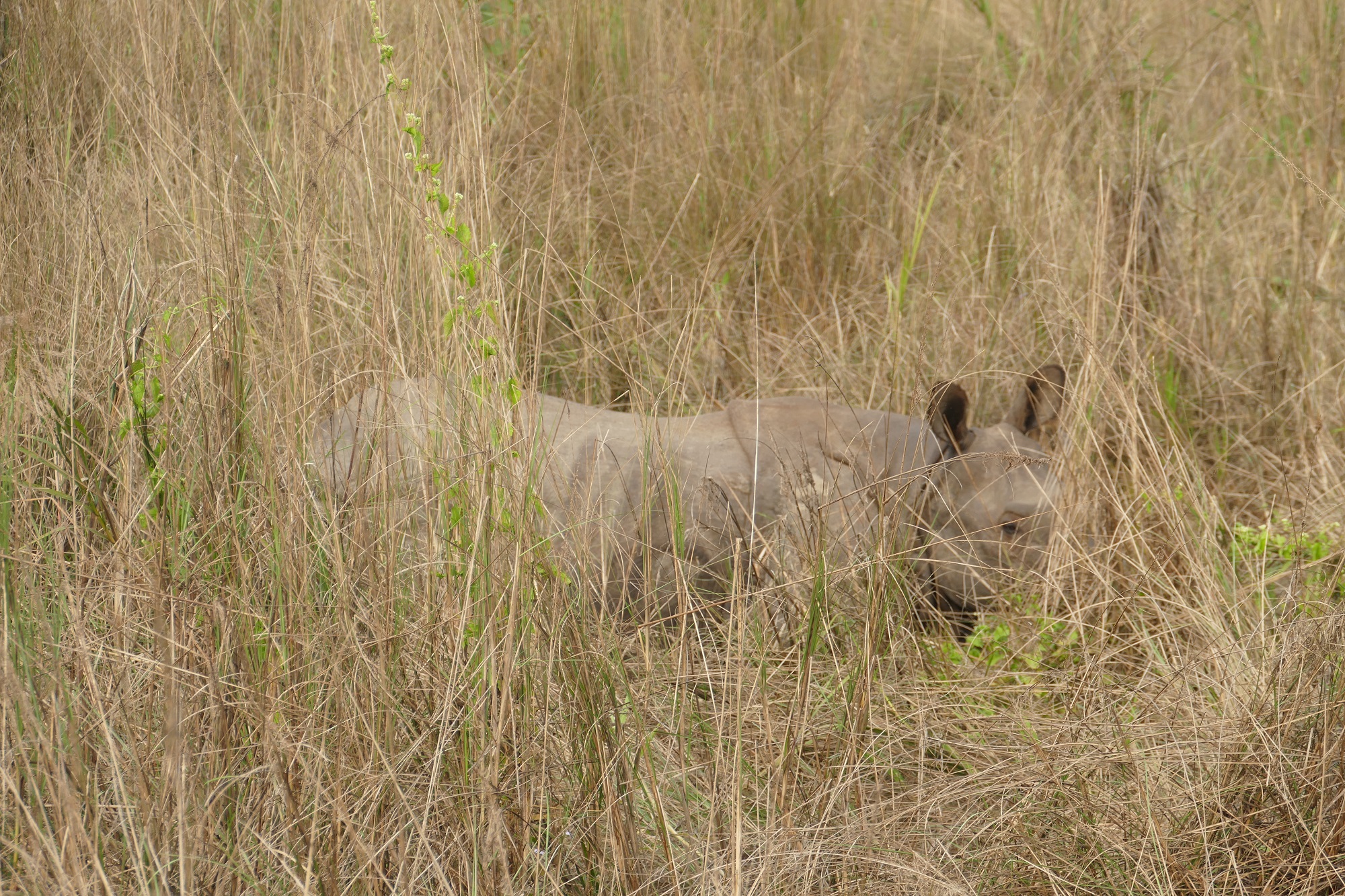 Chitwan