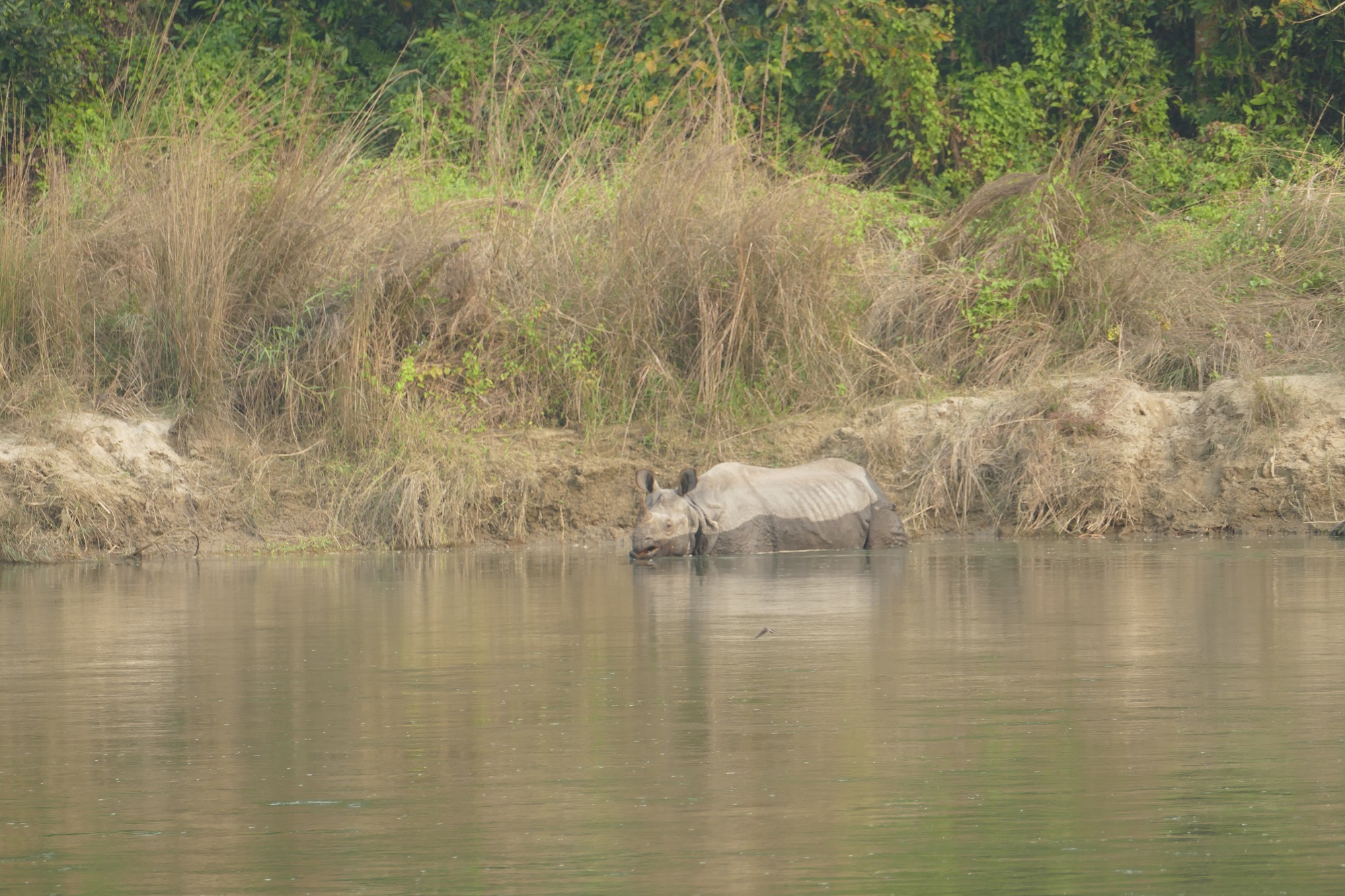 Le Parc National du Chitwan